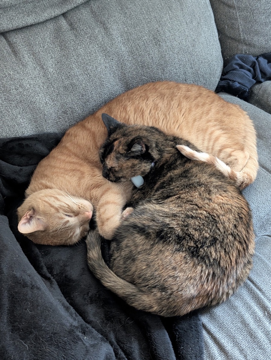 Three cats curled together on a slate-grey couch — a cream tabby, a large orange tabby, and a tortoiseshell. Their fur tones provided the site's palette.
